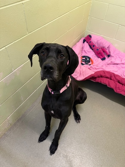 Penny, an adoptable Great Dane, Mixed Breed in Willmar, MN, 56201 | Photo Image 3