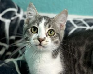 For more information about our adoptable cats please visit httpswwwwholecat