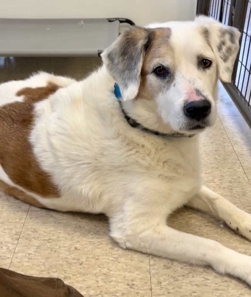 Willow, an adoptable Saint Bernard, Mixed Breed in Heber City, UT, 84032 | Photo Image 1