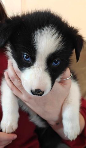 Nebula, an adoptable Husky in Castle Dale, UT, 84513 | Photo Image 2