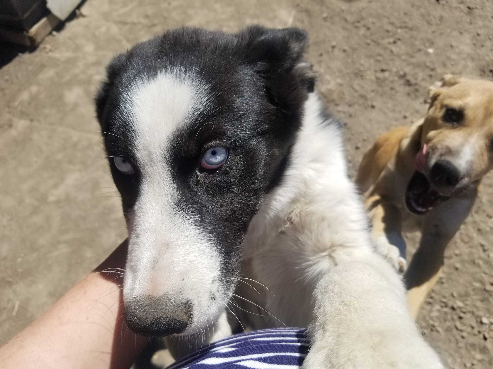 Nebula, an adoptable Husky in Castle Dale, UT, 84513 | Photo Image 4