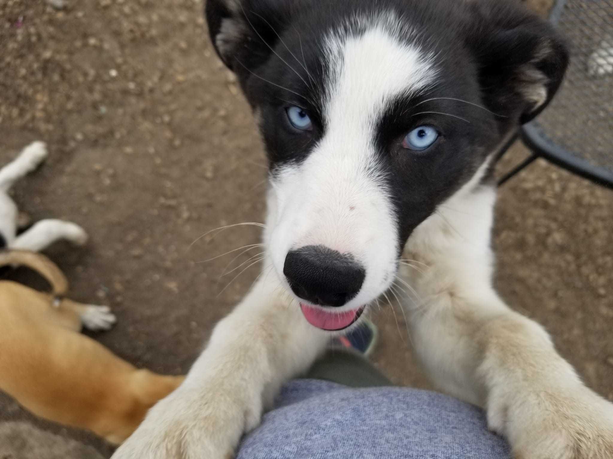 Nebula, an adoptable Husky in Castle Dale, UT, 84513 | Photo Image 6