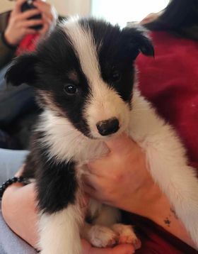 Rosco, an adoptable Husky in Castle Dale, UT, 84513 | Photo Image 1
