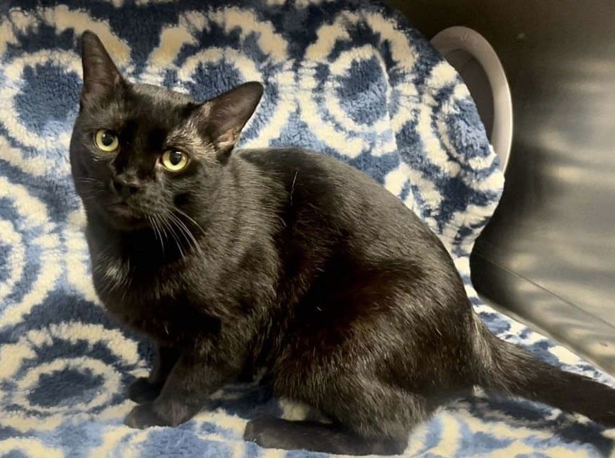 Ozzy, an adoptable Domestic Short Hair in El Centro, CA, 92243 | Photo Image 1