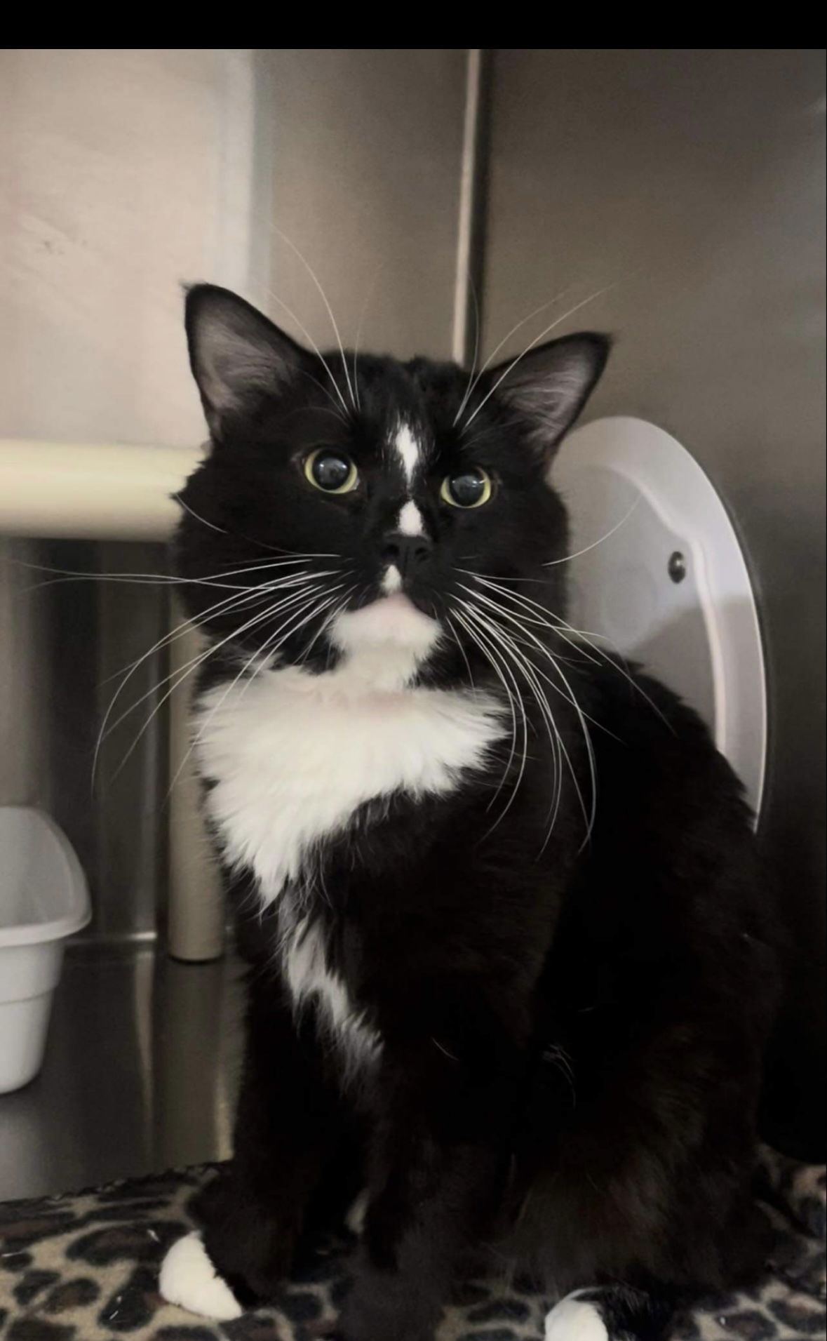 Pork Chop, an adoptable Domestic Long Hair in El Centro, CA, 92243 | Photo Image 1