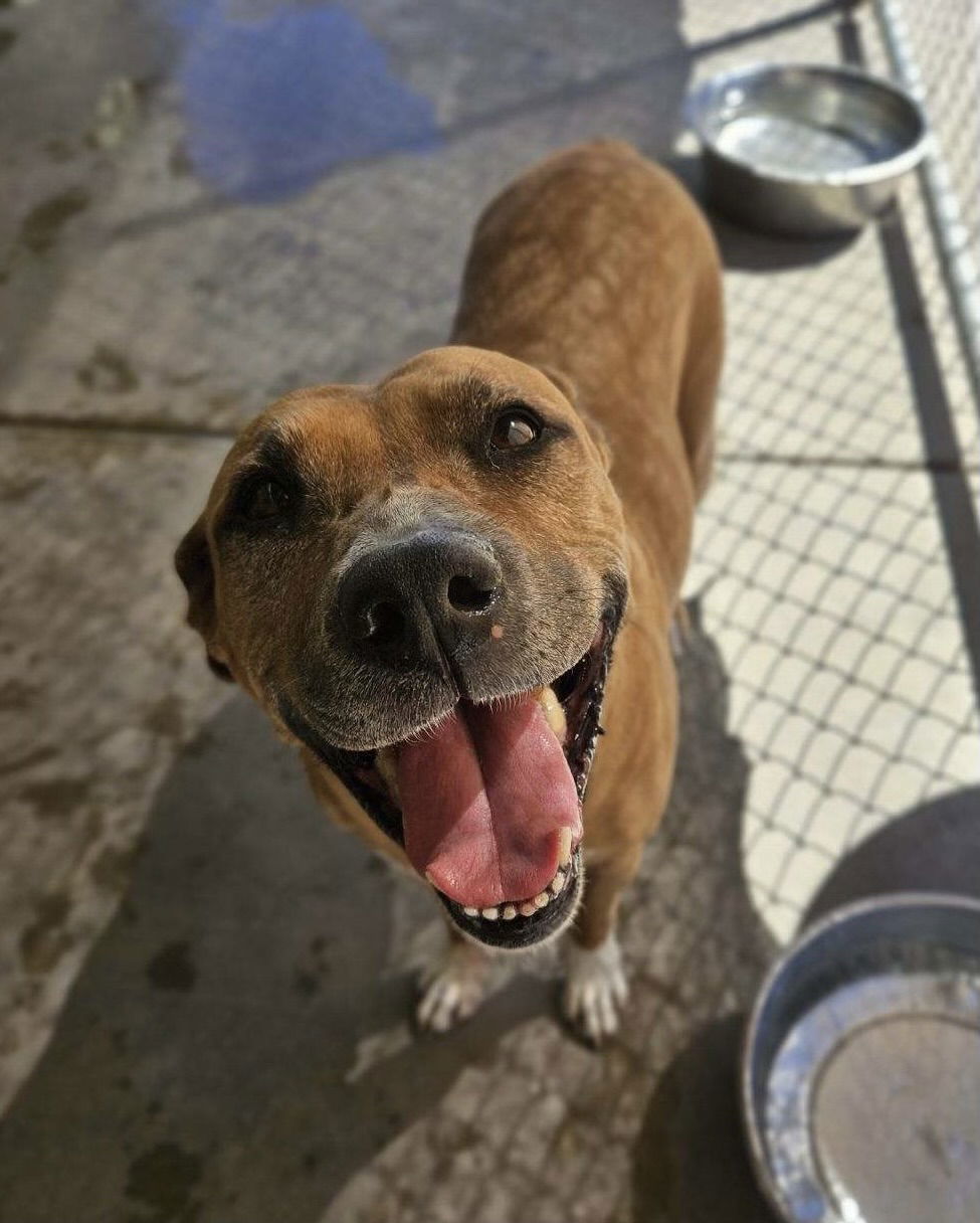 Daisy, an adoptable Pit Bull Terrier in El Centro, CA, 92243 | Photo Image 1