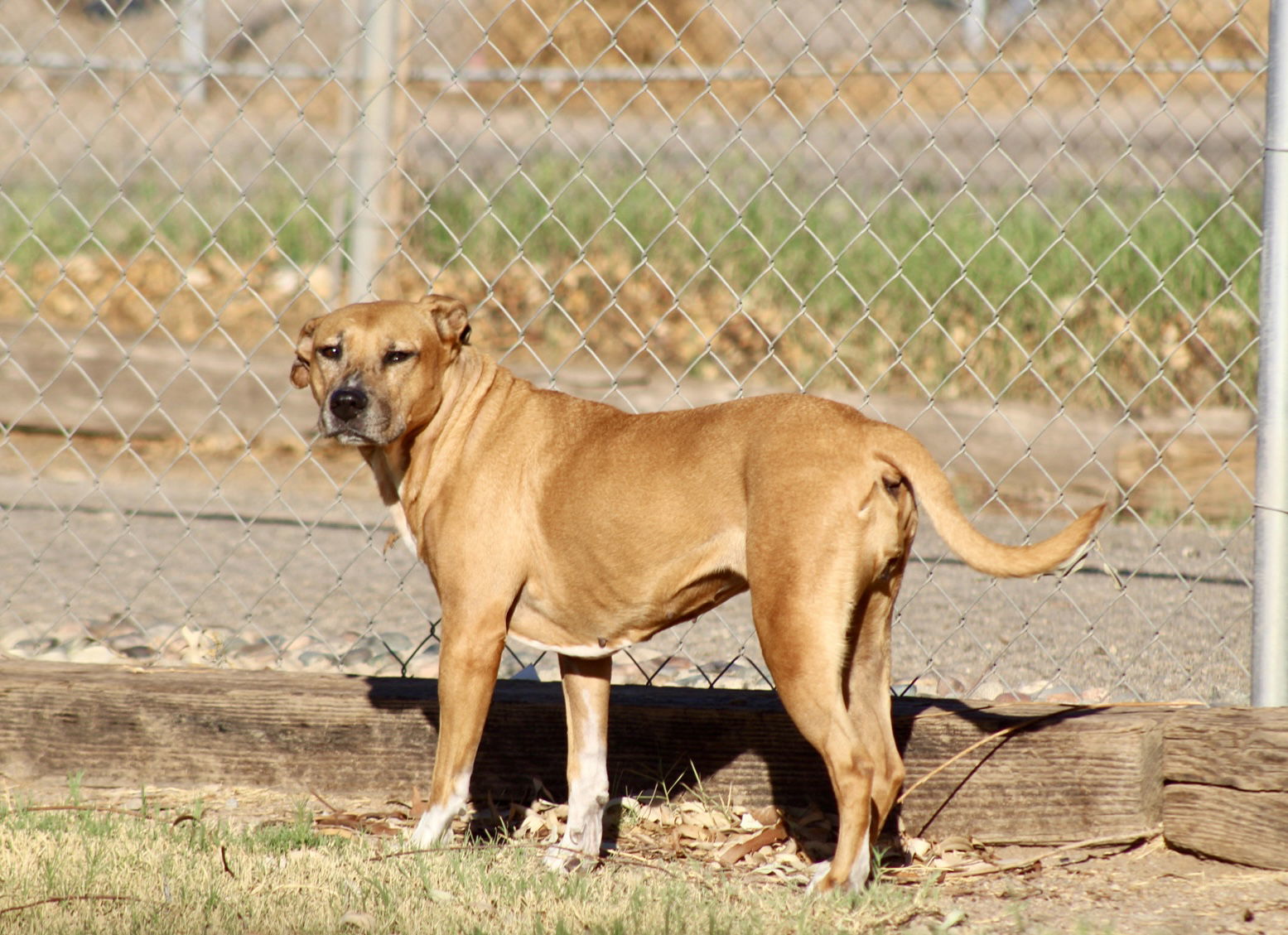 Daisy, an adoptable Pit Bull Terrier in El Centro, CA, 92243 | Photo Image 1