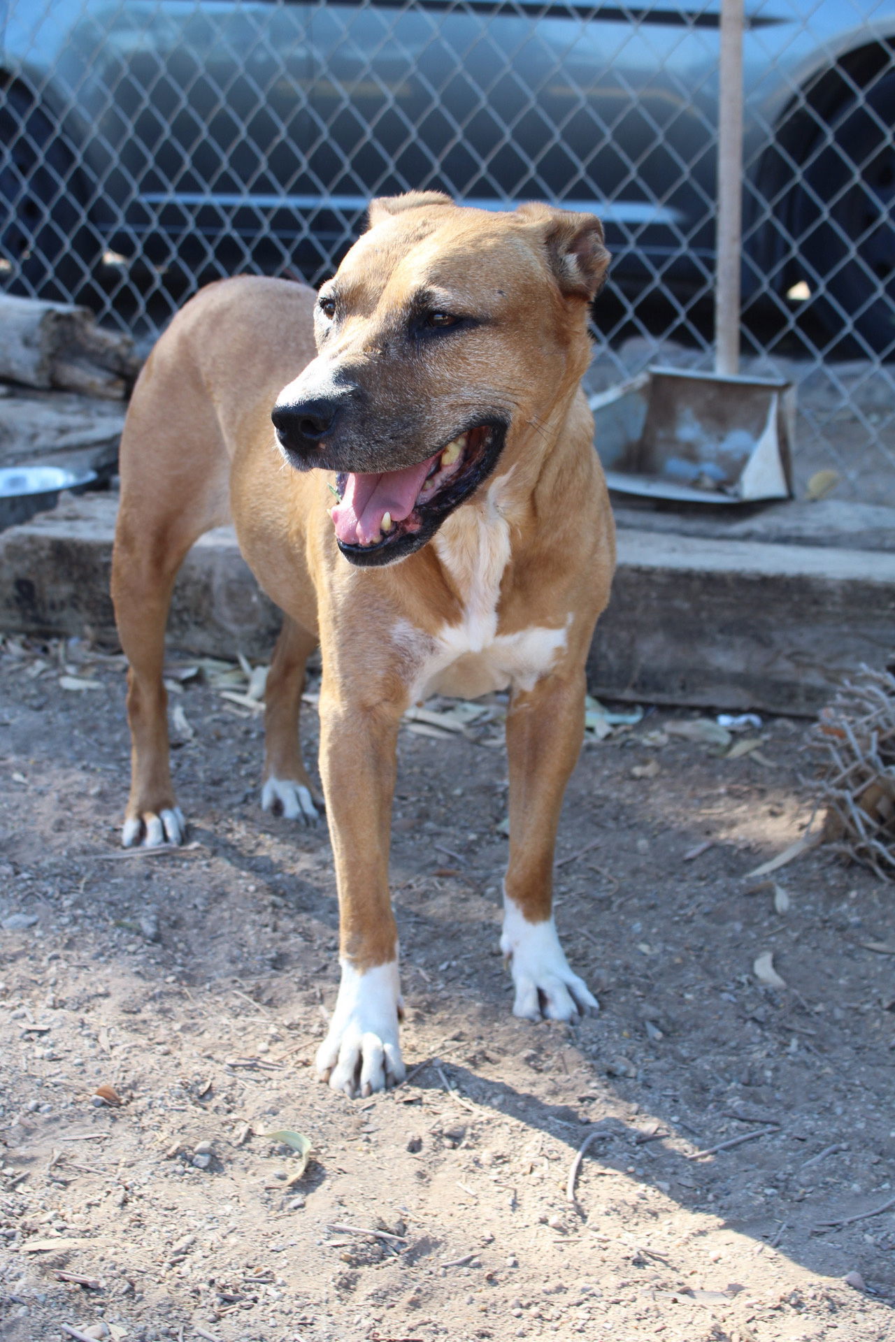 Daisy, an adoptable Pit Bull Terrier in El Centro, CA, 92243 | Photo Image 2
