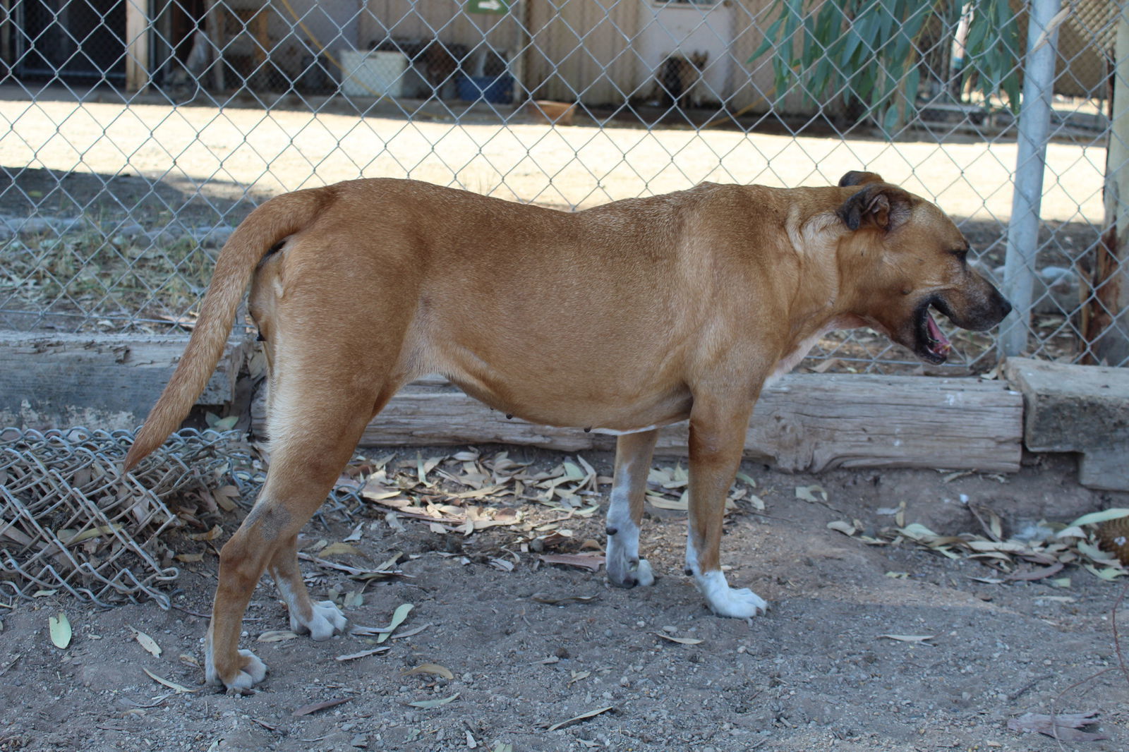 Daisy, an adoptable Pit Bull Terrier in El Centro, CA, 92243 | Photo Image 3