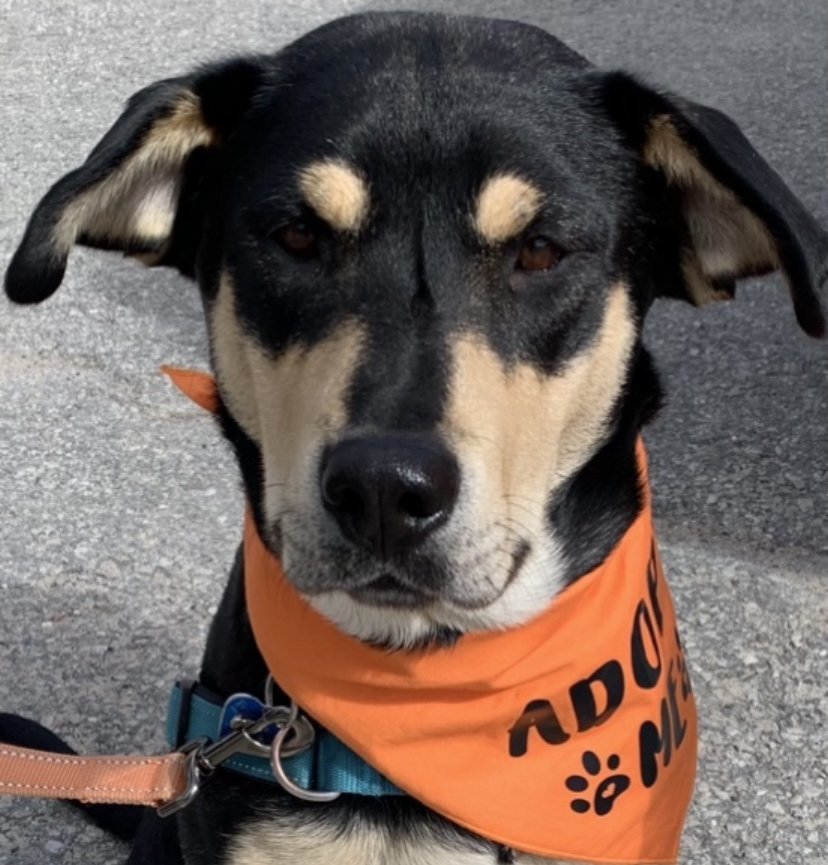 BARISTA, an adoptable Shepherd, Husky in Minesing, ON, L9X 0C2 | Photo Image 1