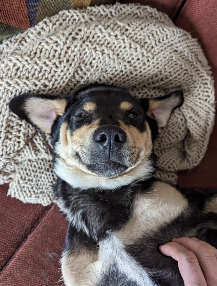 BARISTA, an adoptable Shepherd, Husky in Minesing, ON, L9X 0C2 | Photo Image 2