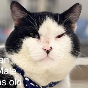 Introducing Tradesman a delightful 3-year-old male cat with adorable chonky cheeks that add to his 