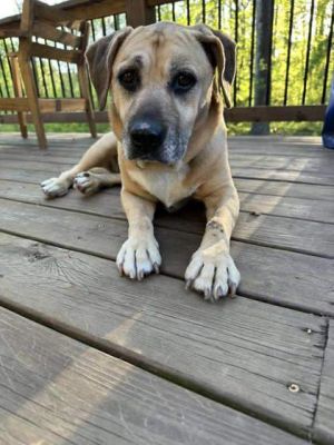 Imogene is a 12-year-old 58 pound heartworm negative sweetheart Her arthritis