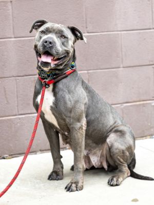 Dasha sure is a sweet girl She loves staying tidy and keeps her kennel clean S