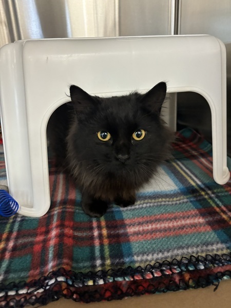 Adina, an adoptable Domestic Medium Hair in Kennewick, WA, 99336 | Photo Image 1