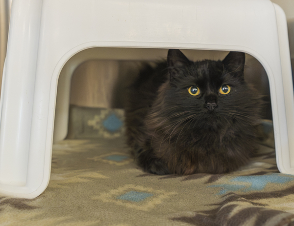 Adina, an adoptable Domestic Medium Hair in Kennewick, WA, 99336 | Photo Image 2