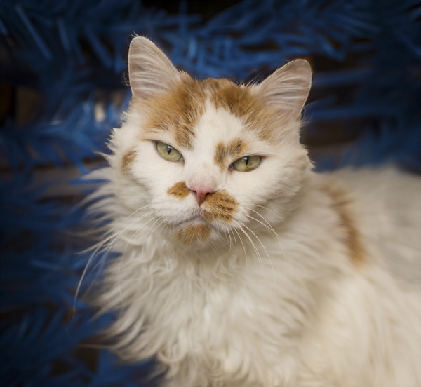 Frankie, an adoptable Domestic Medium Hair in Kennewick, WA, 99336 | Photo Image 1