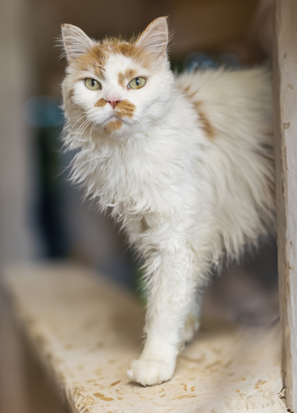 Frankie, an adoptable Domestic Medium Hair in Kennewick, WA, 99336 | Photo Image 2