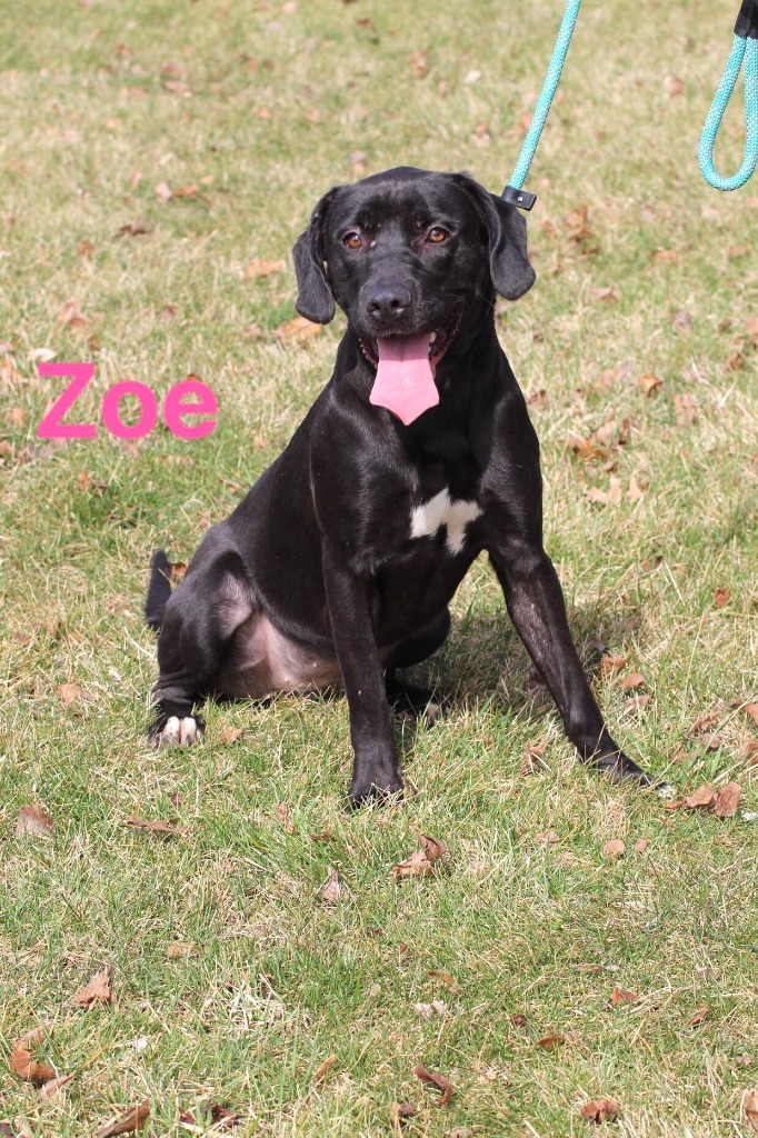 Zoe 2