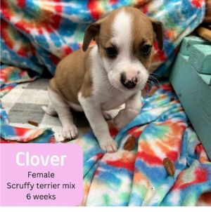 Clover