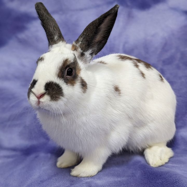 Rabbit for adoption - Maria, an American & English Spot Mix