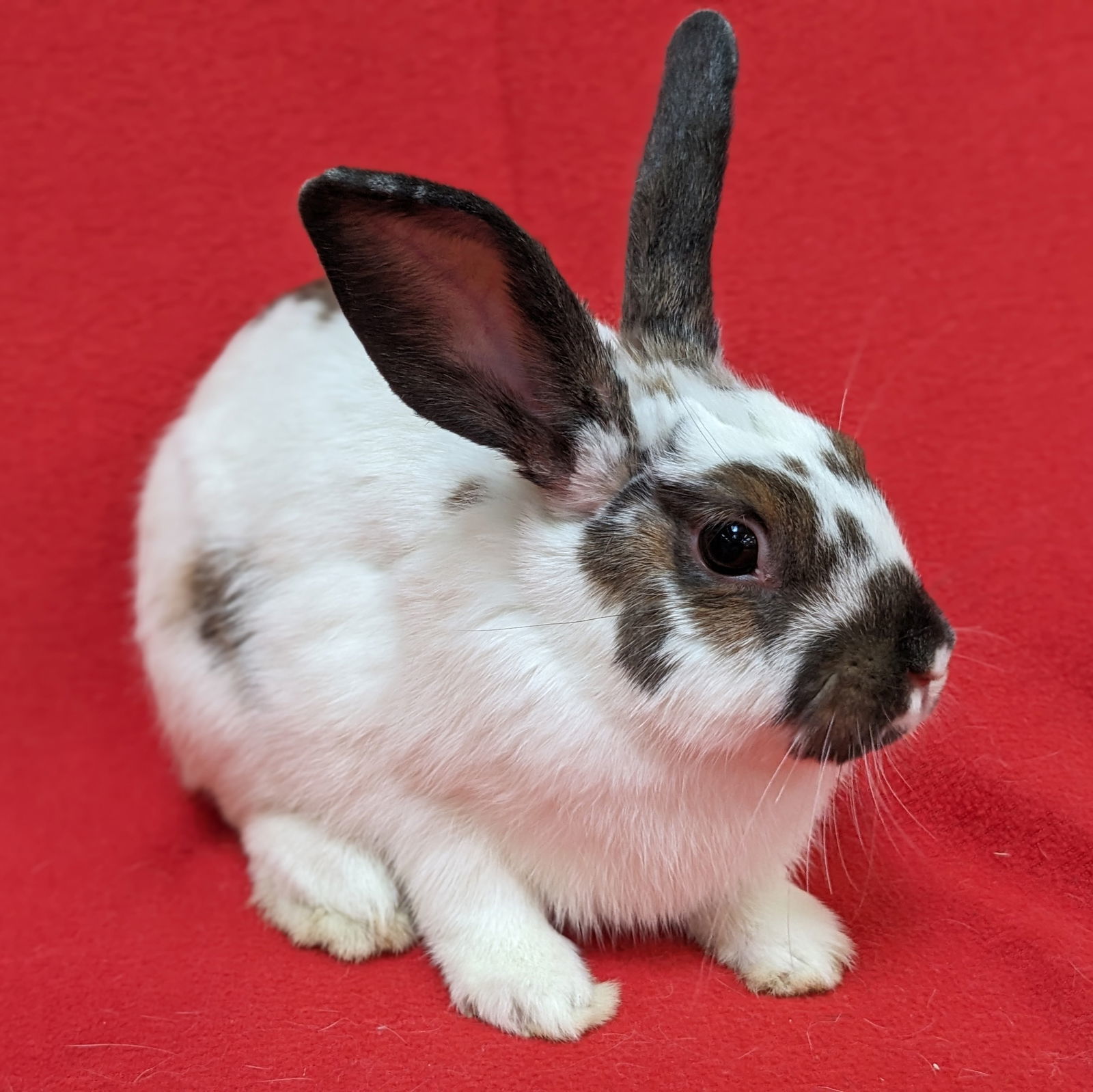 Rabbit for adoption - Bonnie, an American & English Spot Mix