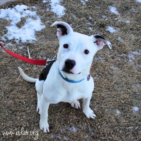 Livvy, an adoptable Pit Bull Terrier, Dalmatian in Cheyenne, WY, 82009 | Photo Image 1
