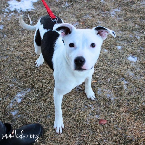 Livvy, an adoptable Pit Bull Terrier, Dalmatian in Cheyenne, WY, 82009 | Photo Image 2