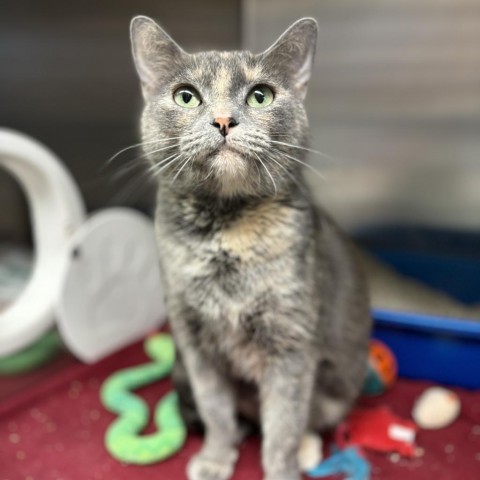 Lovey Dovey--In Foster ***ADOPTION PENDING***, an adoptable Domestic Short Hair in Fargo, ND, 58102 | Photo Image 1