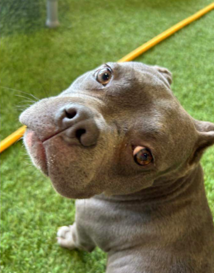 Carlotta, an adoptable American Staffordshire Terrier in Arlee, MT, 59821 | Photo Image 3