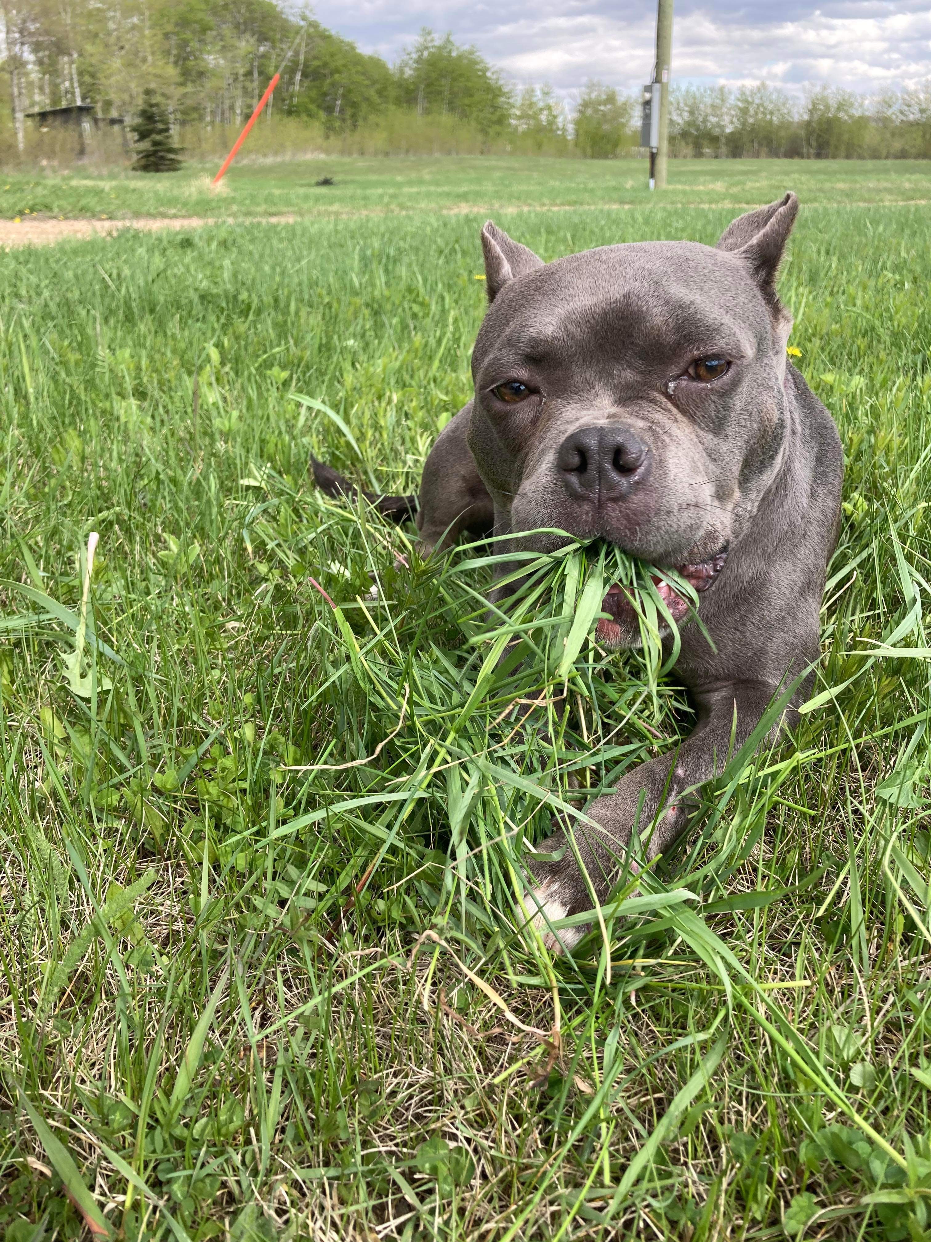 Carlotta, an adoptable American Staffordshire Terrier in Arlee, MT, 59821 | Photo Image 4