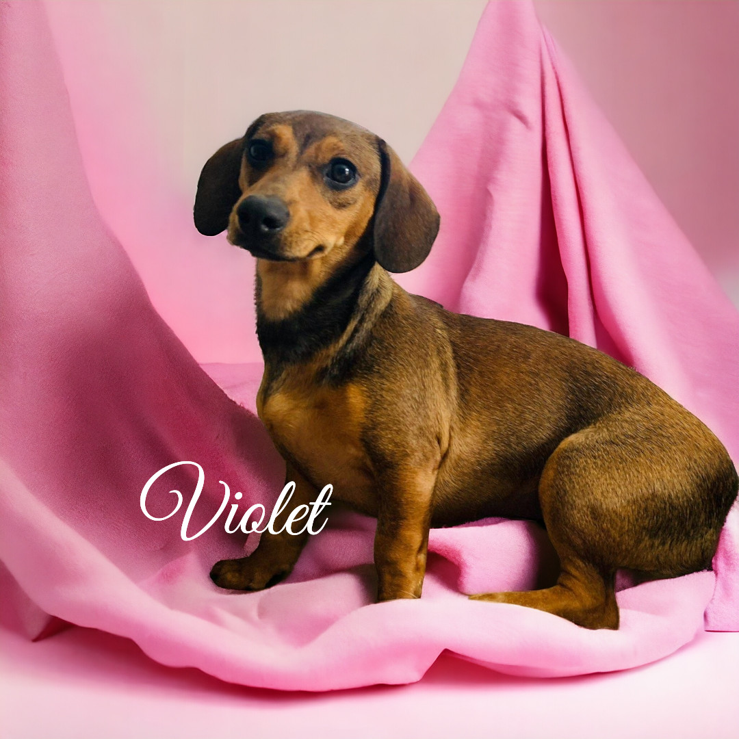 Violet
