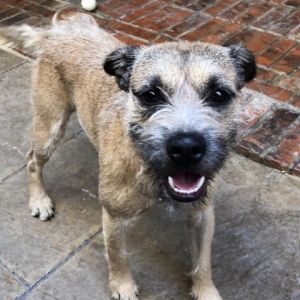 Tristan is a one year old border terrier mix He is good with other dogs and very friendly He weigh