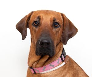 Daphne Redbone Coonhound Dog