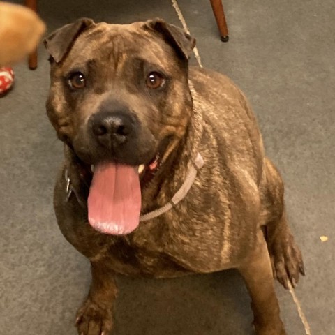 Cocoa Bean, an adoptable Shar-Pei in Idaho Falls, ID, 83402 | Photo Image 1