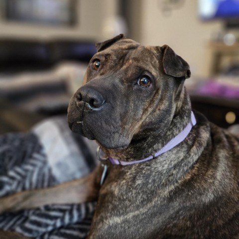 Cocoa Bean, an adoptable Shar-Pei in Idaho Falls, ID, 83402 | Photo Image 2