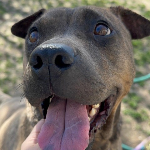 Cocoa Bean, an adoptable Shar-Pei in Idaho Falls, ID, 83402 | Photo Image 3