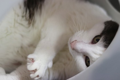 Boboy, an adoptable Domestic Short Hair in Walla Walla, WA, 99362 | Photo Image 2