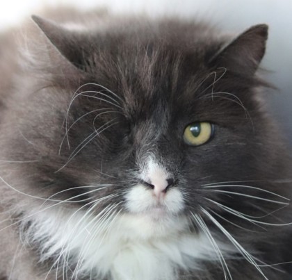 Jay Jay, an adoptable Domestic Long Hair, Domestic Short Hair in Walla Walla, WA, 99362 | Photo Image 1