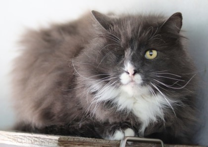 Jay Jay, an adoptable Domestic Long Hair, Domestic Short Hair in Walla Walla, WA, 99362 | Photo Image 2