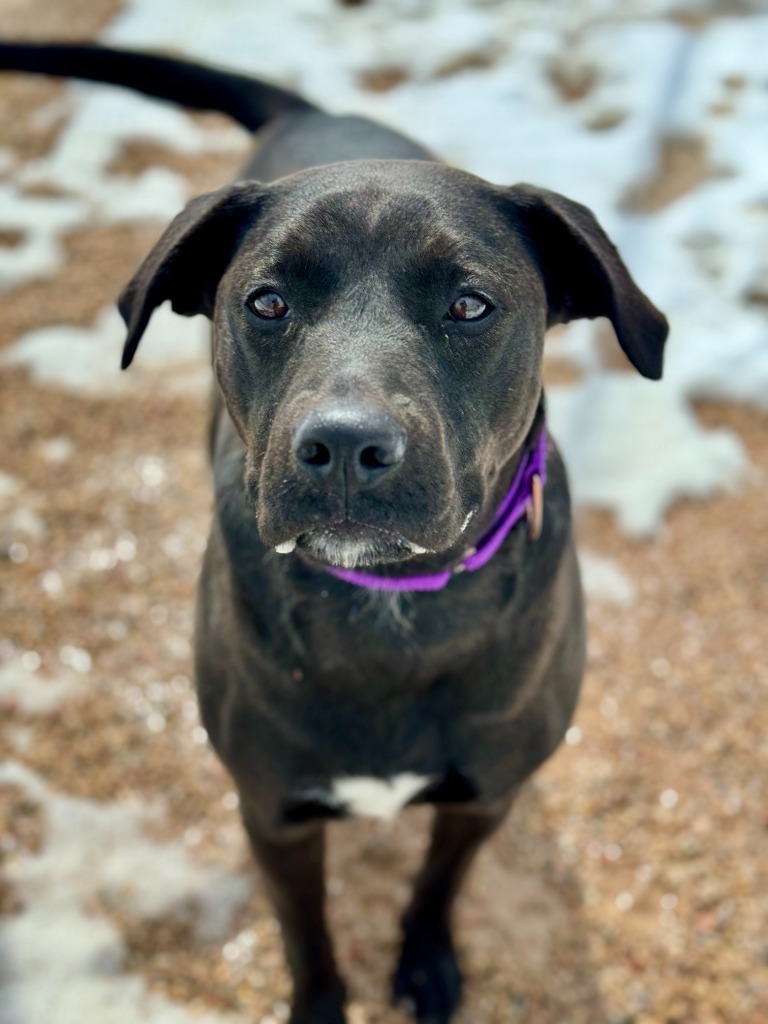 Mercedes, an adoptable Pit Bull Terrier, Labrador Retriever in Gillette, WY, 82716 | Photo Image 1