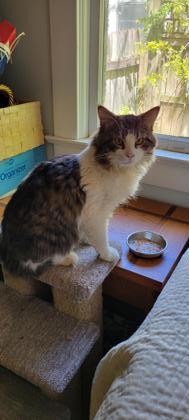 Prince Charming - IN FOSTER Domestic Long Hair Cat