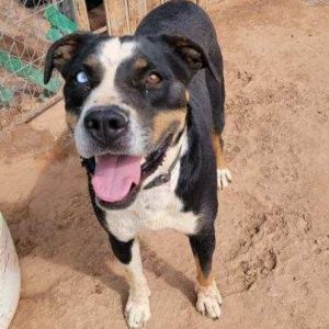 Argo, Adult Male Bernese Mountain Dog