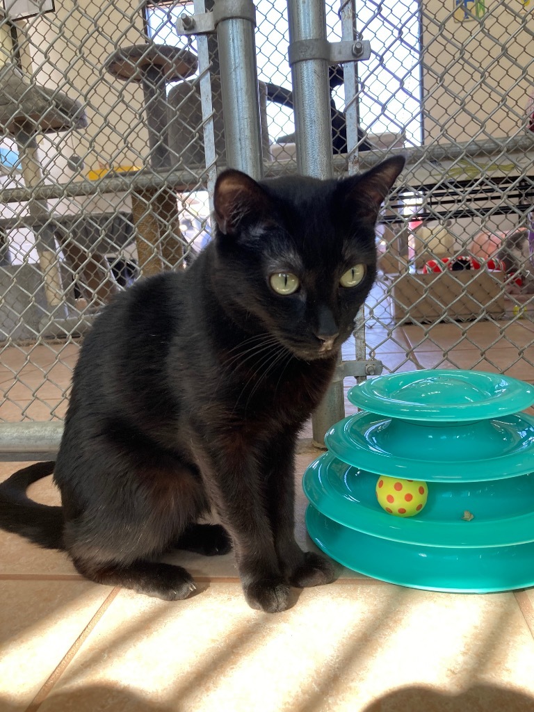 Maricela, an adoptable Domestic Short Hair in Peoria, AZ, 85345 | Photo Image 1