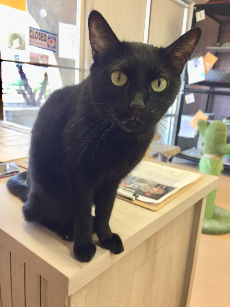 Maricela, an adoptable Domestic Short Hair in Youngtown, AZ, 85363 | Photo Image 2