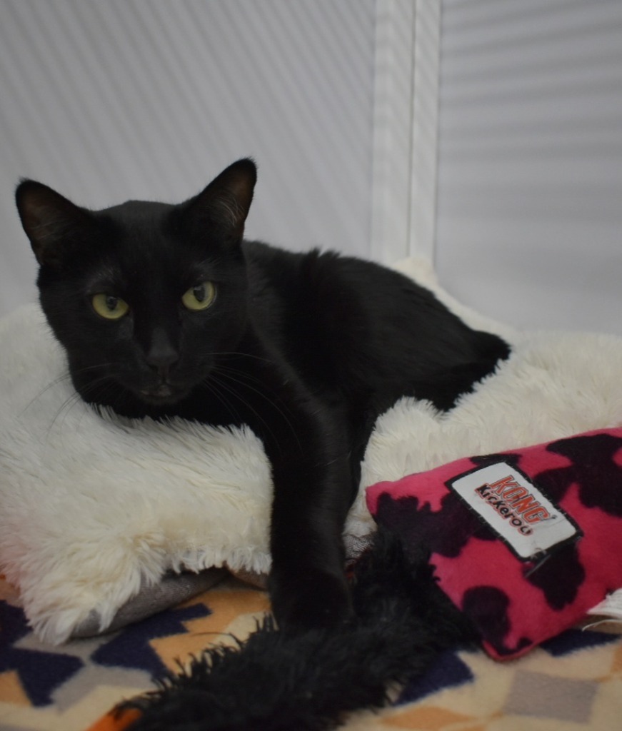 Maricela, an adoptable Domestic Short Hair in Peoria, AZ, 85345 | Photo Image 2
