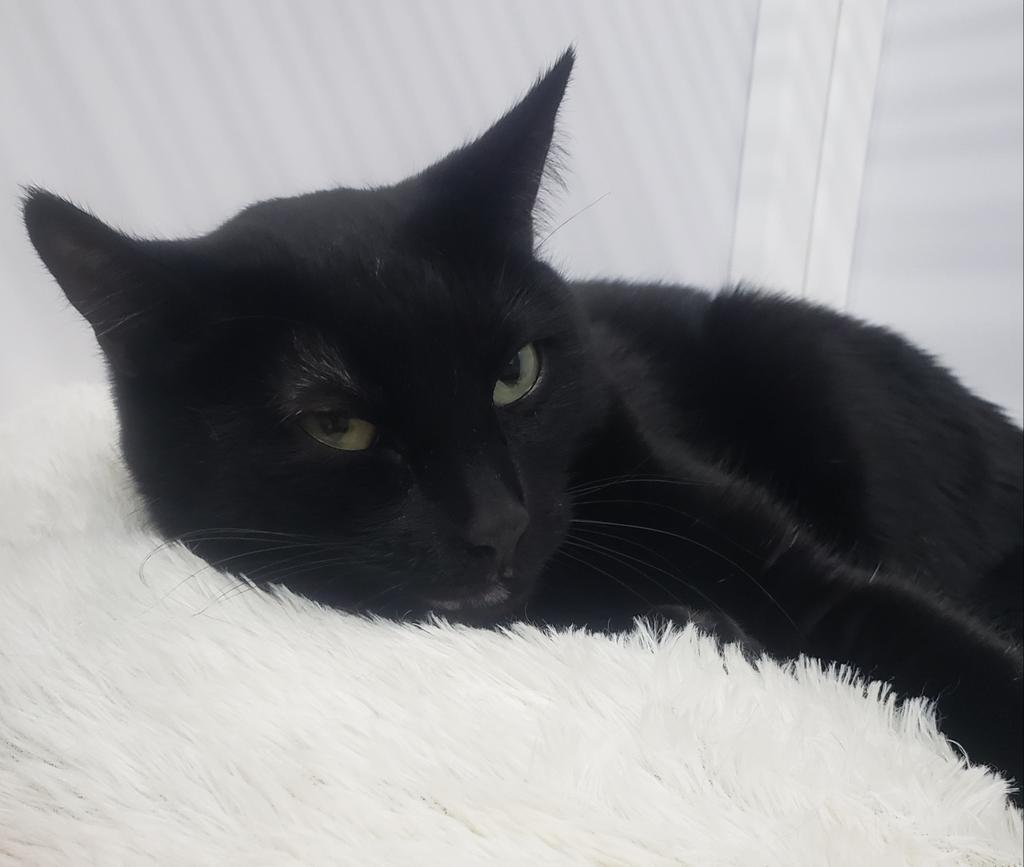 Maricela, an adoptable Domestic Short Hair in Peoria, AZ, 85345 | Photo Image 3