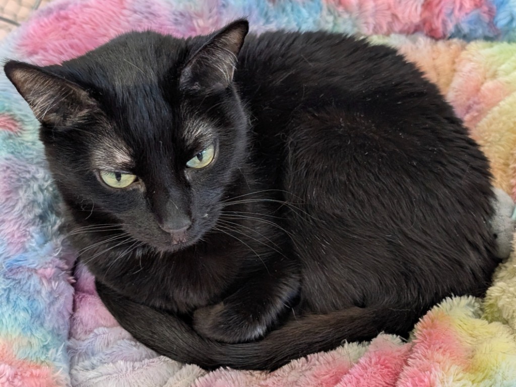 Maricela, an adoptable Domestic Short Hair in Peoria, AZ, 85345 | Photo Image 4