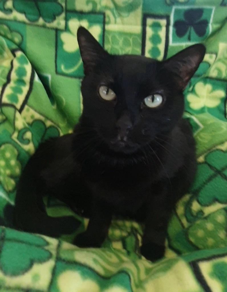Maricela, an adoptable Domestic Short Hair in Peoria, AZ, 85345 | Photo Image 6