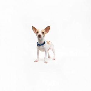 Alfie Chihuahua Dog